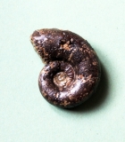 09-17 Lytocerascornucopiae - Toarcien moyen d : 6cm