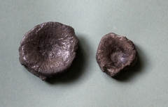 09-18 Vertèbres d’Ichthyosaure - Toarcien supérieur d : 4 et 6cm