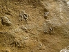 09-08 Paléontologie: Traces de petits reptiles protocrocodiliens, Batrachopusdeweyi, Lotharingien (Sinémurien sup.), Sauclières Photo Site du Musée de Millau
