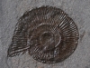 09-14 Dactylioceras sp. Toarcien inférieur D : 4,5cm