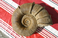 05-01 Lytoceras fimbriatum, Pliensbachien ( collection de Guy )
