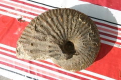 05-02 Liparoceras (Becheiceras) gallicum, Pliensbachien ( collection de Guy )
