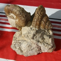 05-03 Ammonite indéterminée et Pleurotomaria armata ( collection de Guy )