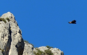 11-11 Vallée de la Jonte: Atterrissage du vautour fauve de 18h00