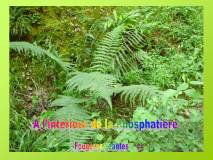 Diapositive18