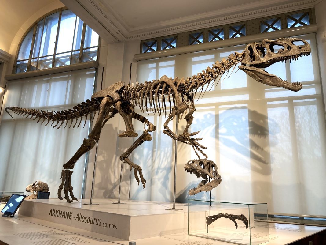 Ce dinosaure, du genre Allosaurus est appelé ‘Arkhane’.  Découvert récemment aux USA. Est-ce une nouvelle espèce d'Allosaure ? Il est prêté au Museum par son propriétaire privé. Photo Hélène
