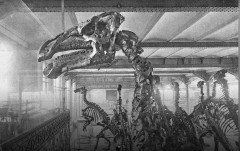 Les iguanodons de Bernissart : présentation de 1905  (Photo : IRSNB)
