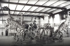 Les iguanodons de Bernissart : présentation de 1905  (Photo : IRSNB)
