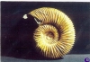 ammonite
