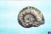 ammonite