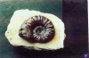ammonite
