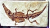 crocodile