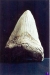dent de carcharrodon