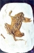 grenouille