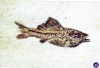 poisson