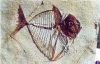 poisson