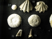 MHN de la Rochelle: 10 Neithea striacostata - Campanien Royan -15 Temnocidaris sceptifera Campanien Jarnac  16 Phymosoma magnificum id