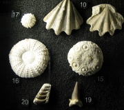 MHN de la Rochelle: 10 Neithea striacostata - Campanien Royan -15 Temnocidaris sceptifera Campanien Jarnac  16 Phymosoma magnificum id