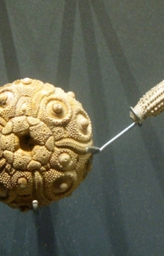 Au museum de La Rochelle: Balanocidaris marginata