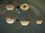 MHN de la Rochelle: Anorthopygus orbicularis-Cénomanien-1- île d\'Aix-2-Piedemont