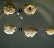 MHN de la Rochelle: Anorthopygus orbicularis-Cénomanien-1- île d\'Aix-2-Piedemont
