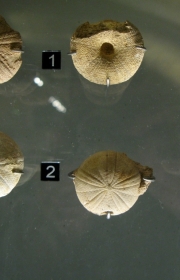 MHN de la Rochelle: Anorthopygus orbicularis-Cénomanien-1- île d\'Aix-2-Piedemont