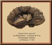 cjpg-1024x900