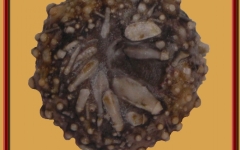 goniopygus-menardiradioles-ile-madame-1-891x1024