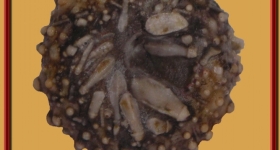 goniopygus-menardiradioles-ile-madame-1-891x1024