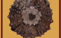 goniopygus-menardiradioles-ile-madame-2-891x1024