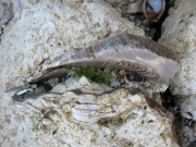 Trichites saussurei: tissu fibreux de la coquille; les stries correspondent à l'attache musculaire