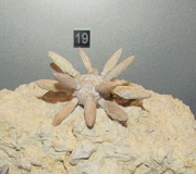 Au museum de La Rochelle: Balanocidaris marginata: radioles en connexion
