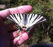 Un Flambé ou Voilier (Iphiclides podalirius), superbe papillon de jour, posé sur la main de Tadeusz