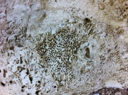 Coraux Calamophylliopsis