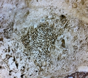 Coraux Calamophylliopsis