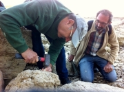 Jean Pierre et Tadeusz aux prises avec un oursin!