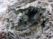 Un bloc de corail entouré de lithophages