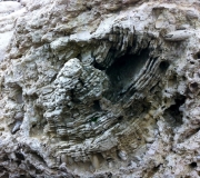 Un bloc de corail entouré de lithophages