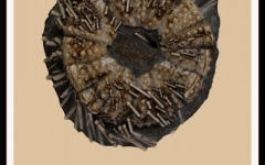 m-fini-copie-827x1024