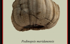 pedinopsis-meridanensis-a-893x1024