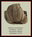 pedinopsis-meridanensis-b-893x1024