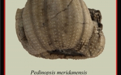 pedinopsis-meridanensis-b-893x1024