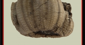 pedinopsis-meridanensis-b-893x1024