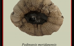 pedinopsis-meridanensis-c-893x1024