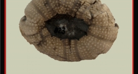 pedinopsis-meridanensis-c-893x1024