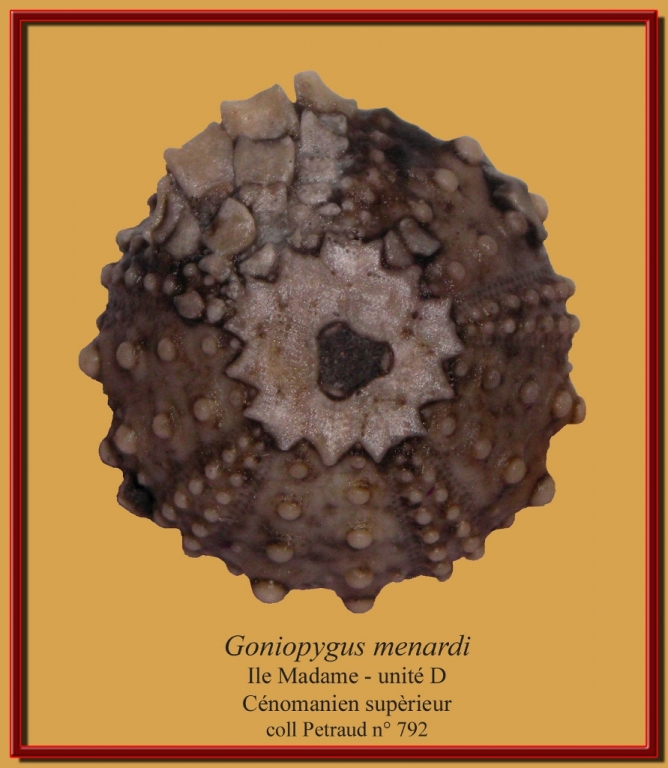 goniopygus-menardiradioles-ile-madame-2-891x1024