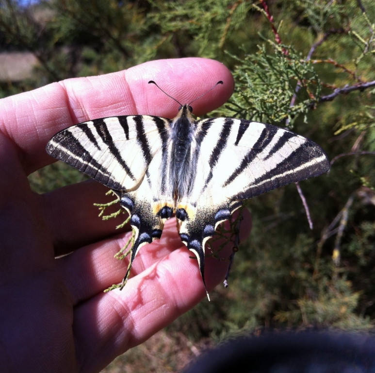 Un Flambé ou Voilier (Iphiclides podalirius), superbe papillon de jour, posé sur la main de Tadeusz