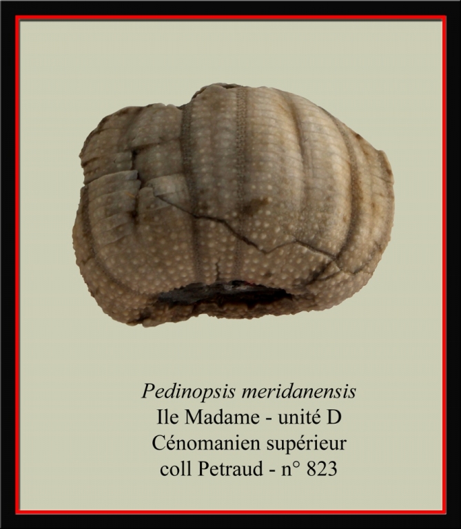 pedinopsis-meridanensis-a-893x1024