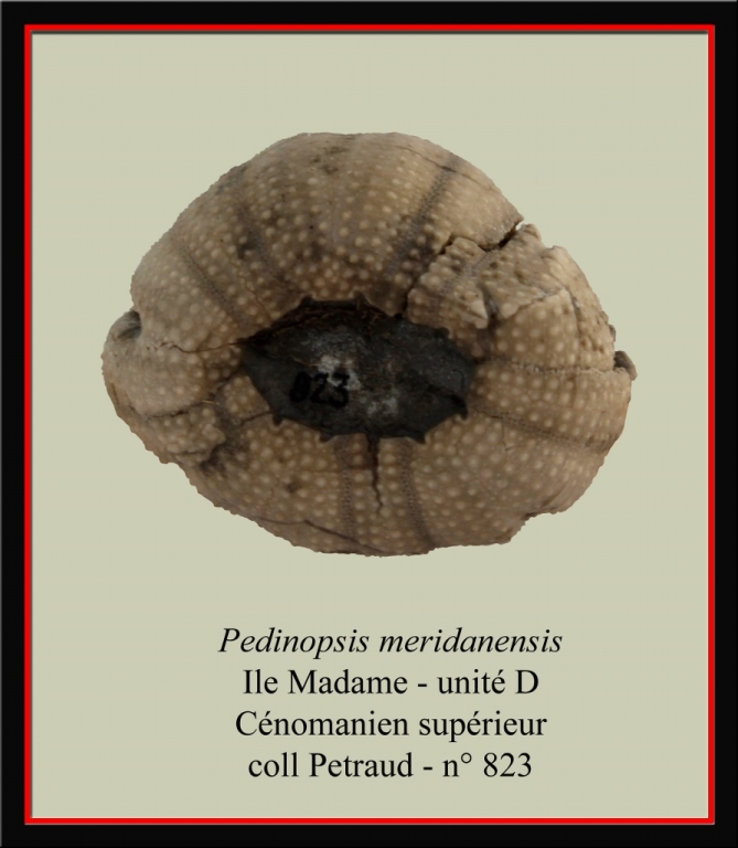 pedinopsis-meridanensis-c-893x1024