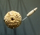 Au museum de La Rochelle: Balanocidaris marginata